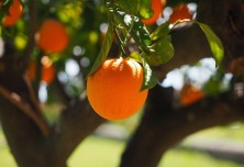 Pomarana na drevesu
