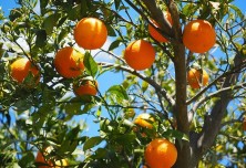 Pomarane na drevesu
