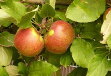 Jabolka elstar na drevesu