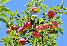 Jabolka na drevesu