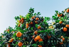 Mandarine na drevesu spoljanamizo
