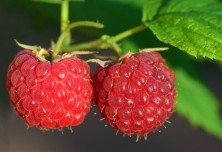 Maline na pecljih
