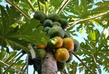 Mango na drevesu spoljanamizo