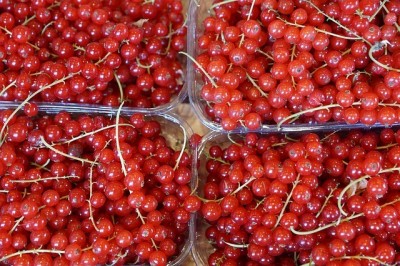 RDEČ RIBEZ, zaboj 2,5 kg
