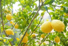 Limone na drevesu